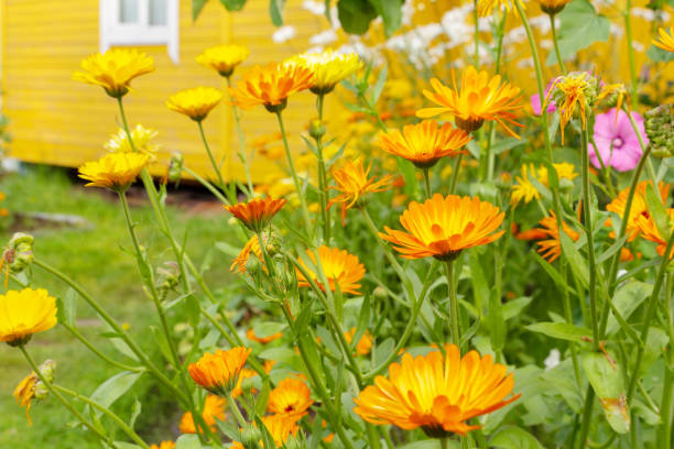 istock Blooming calendula flowers in the garden 1202696649