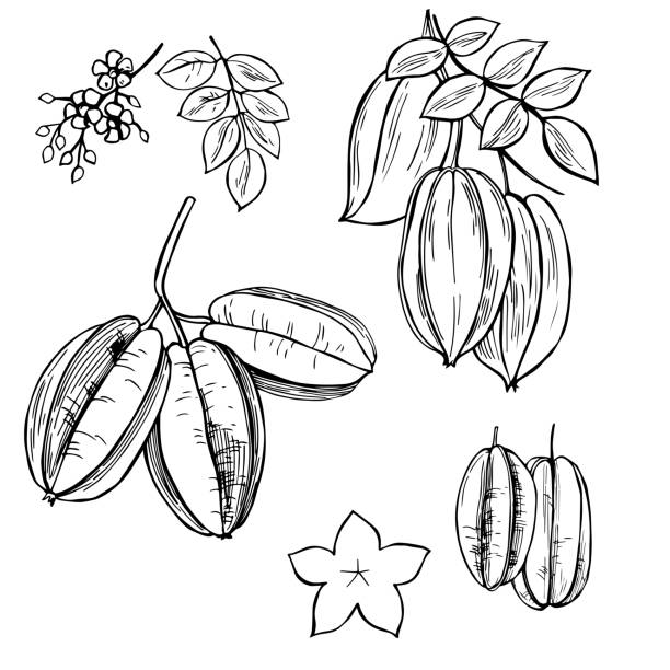 Carambola or star apple fruit . Hand drawn Carambola or star apple fruit . Vector sketch  illustration. chrysophyllum cainito stock illustrations