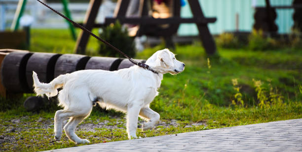 istock Golden retriever dog in the park 1202699113