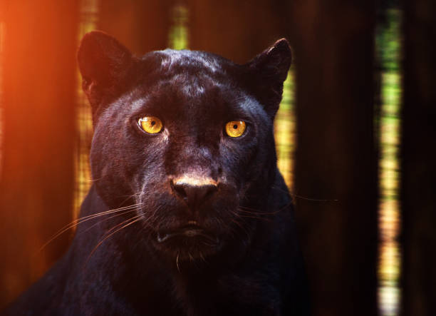 istock Beautiful black Panther 1202699125