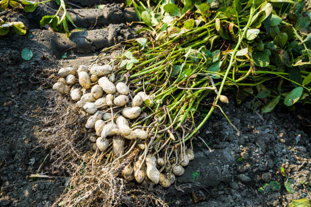 땅콩 더미 는 땅을 파고 후 - peanut peanut crops plant root 뉴스 사진 이미지