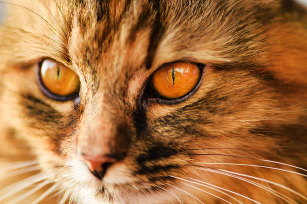 istock Funny cat portrait 1202700045