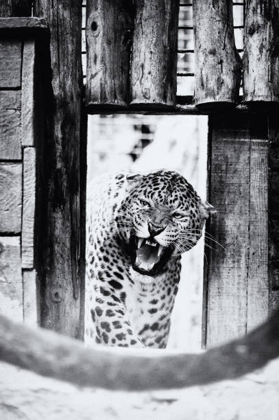 istock Portrait of a beautiful leopard 1202700053