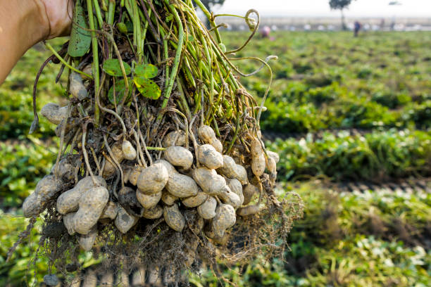 istock farmer harvest peanut on agriculture plantation. 1202700271
