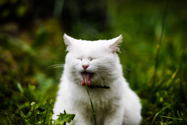 Cute and fluffy white cat, very playful, with yellow eyes