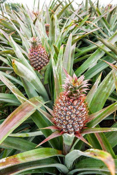 istock Pineapple in the field , tropical fruit of Taiwan. 1202700909