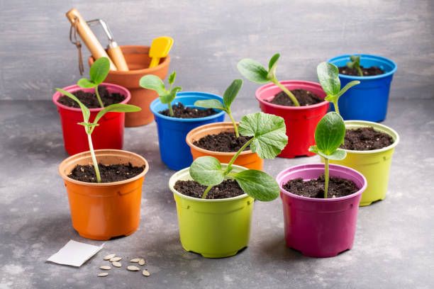 zucchini courgette or squash seedlings  growing in colorful pots. ready to planting out. gardening concept. - planting growth plant gourd imagens e fotografias de stock