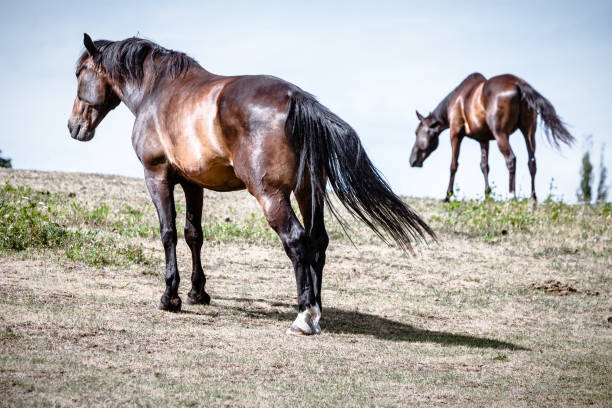 istock Two brown wild horses on meadow field 1202701137