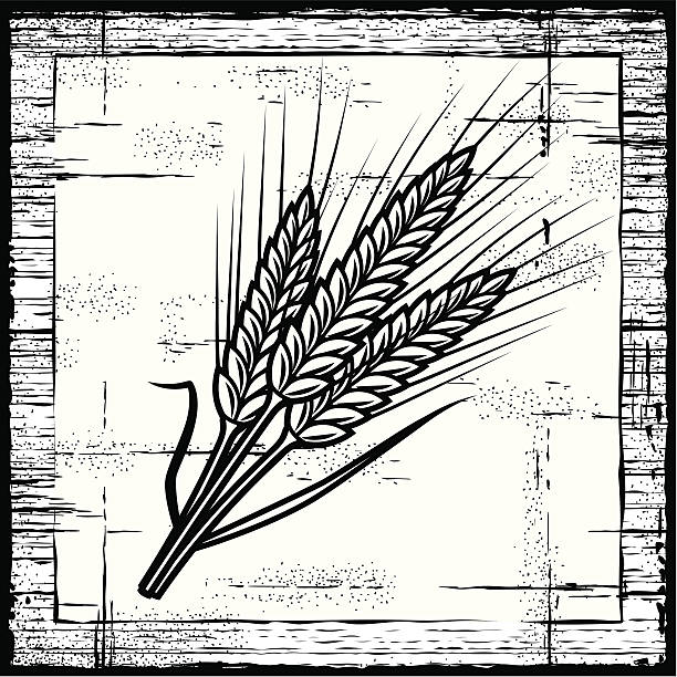 illustrazioni stock, clip art, cartoni animati e icone di tendenza di retrò orecchie di cereali bianco e nero - corn corn crop corn on the cob food