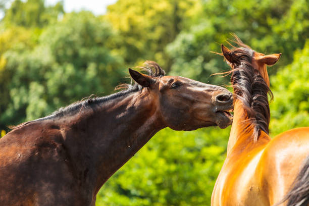 istock Two brown wild horses on meadow field 1202701541