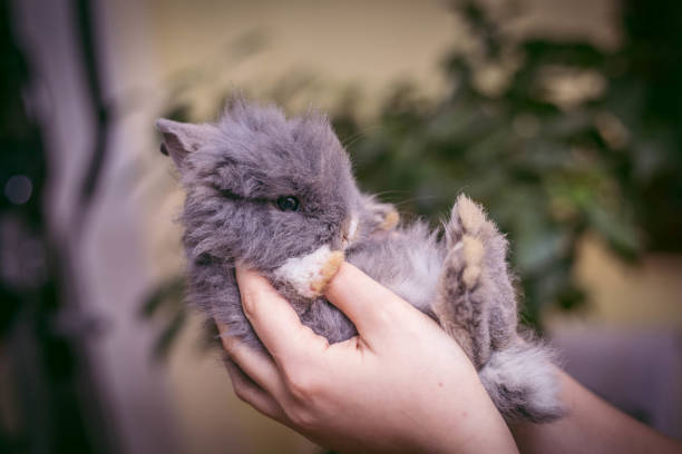 um coelho anão - dwarf lop eared rabbit pets rabbit isolated - fotografias e filmes do acervo