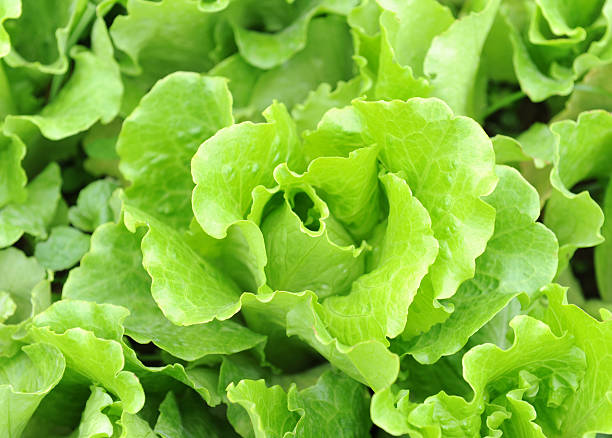 istock lettuce plant in field 120270546
