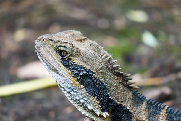 istock Australian Water Dragon 1202712642