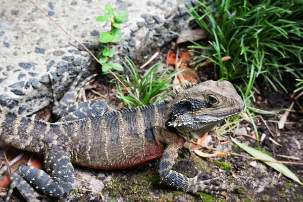 istock Australian Water Dragon 1202712960