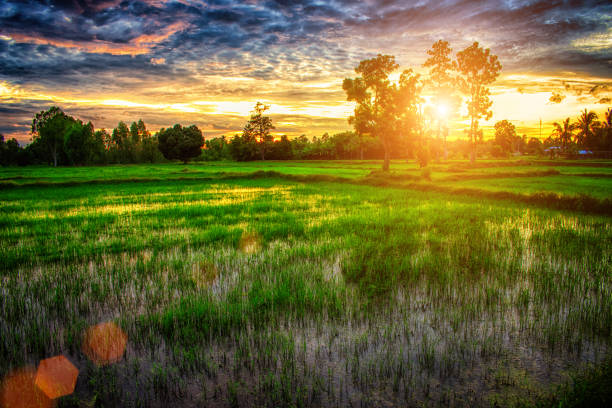 istock rice field and ricefield in Thailand 1202713603