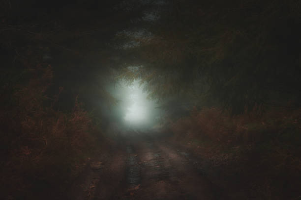 istock atmospheric path in dark foggy forest 1202716249