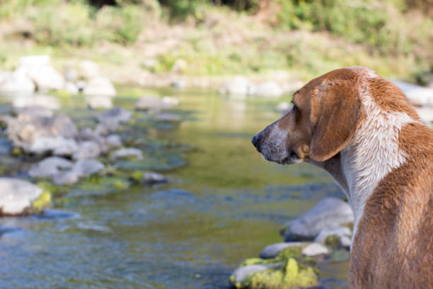 dog in the country watching a river