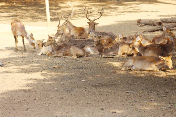 istock A deer family 1202720440