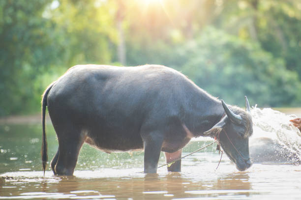 istock Farmer dipping water and throwing to bath buffalo in thailand 1202720719