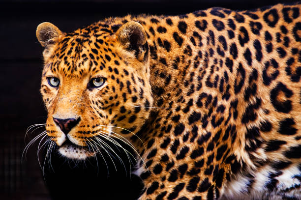 istock Portrait of a beautiful leopard 1202721352