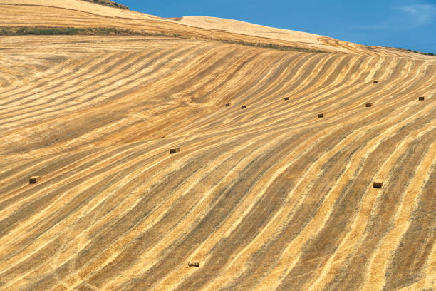 istock Rural landscape in Apulia at summer 1202723603