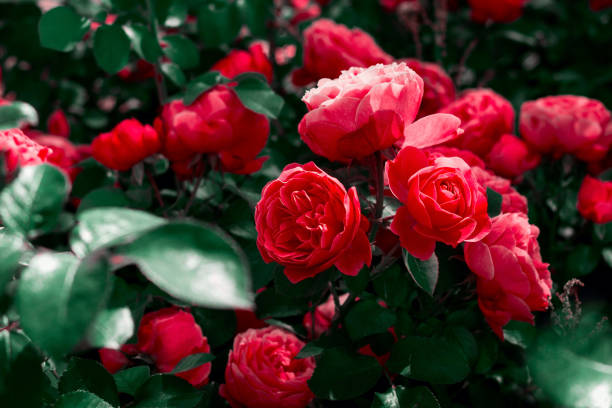 istock vibrant red roses in a garden, dark toned 1202723816