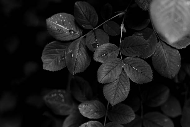 istock leaves with few drops toned in monochrome black 1202723847