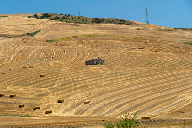 istock Rural landscape in Apulia at summer 1202723863