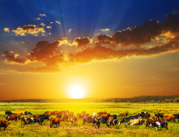 istock cattle herd on a green pasture at the sunset 1202724787