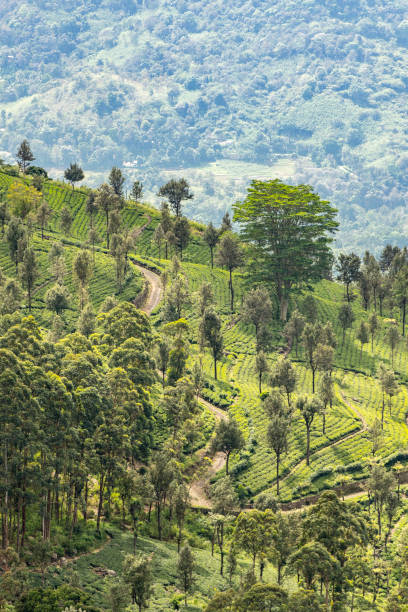 istock Tea plantations around Lipton's Seat / Haputale, Sri Lanka 1202724878