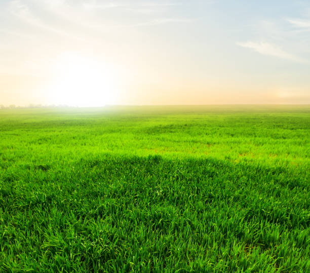 istock counrtyside scene, green field at the sunset 1202724880