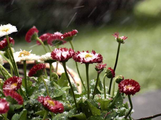 istock flowers under the snow 1202725143