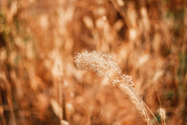 istock Beautiful nature in summer 1202725494