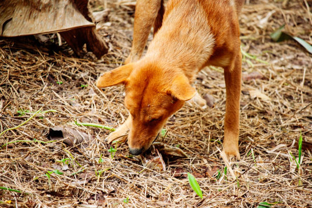 istock mad and hungry homeless dog 1202727194