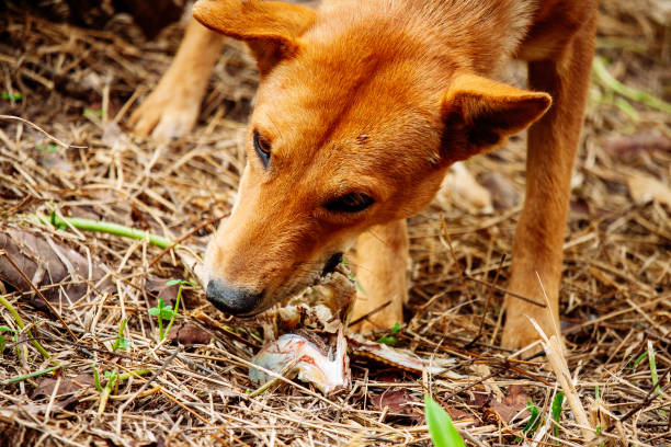 istock mad and hungry homeless dog 1202727195