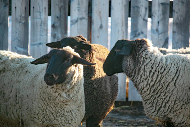 istock Three sheep with black heads and cream colored thick wool stand together outside 1202727214