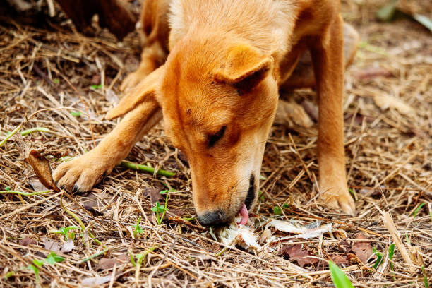 istock mad and hungry homeless dog 1202727319