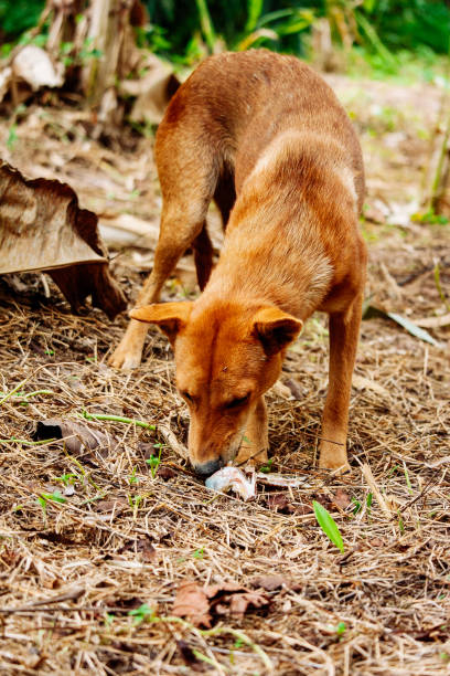 istock mad and hungry homeless dog 1202727326