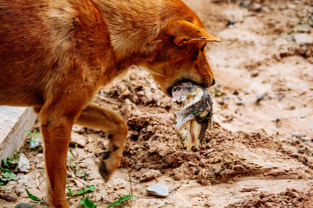 istock mad and hungry homeless dog 1202727327