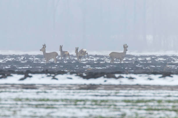 istock Roe Deer herd in winter morning (Capreolus capreolus) 1202727331