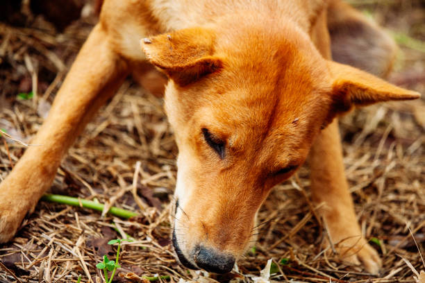 istock mad and hungry homeless dog 1202727377