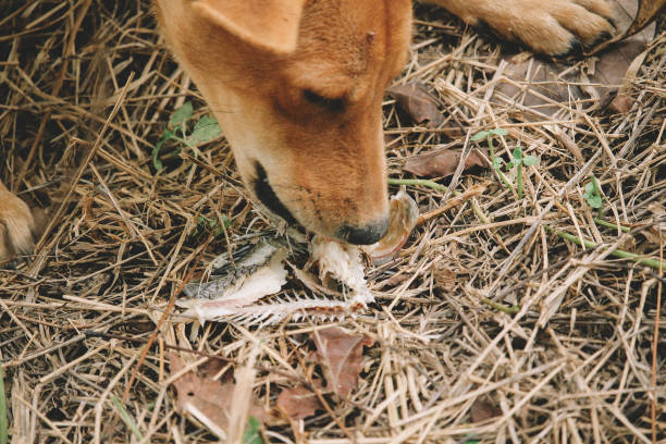 istock mad and hungry homeless dog 1202727396