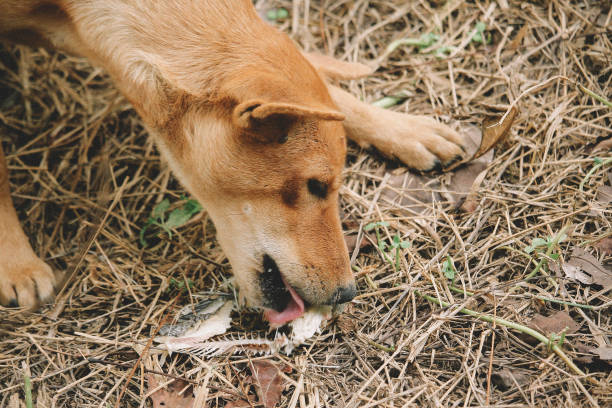 istock mad and hungry homeless dog 1202727399