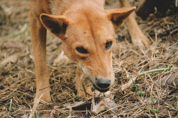 istock mad and hungry homeless dog 1202727942