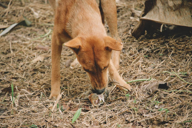 istock mad and hungry homeless dog 1202727954