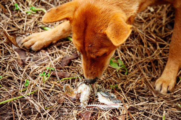 istock mad and hungry homeless dog 1202727993