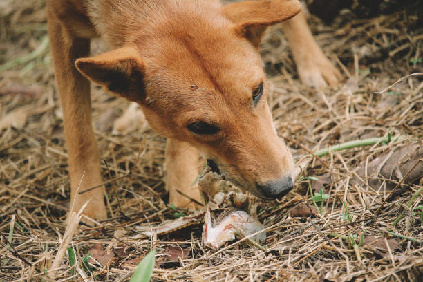 istock mad and hungry homeless dog 1202728002