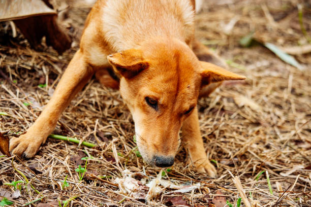 istock mad and hungry homeless dog 1202728080
