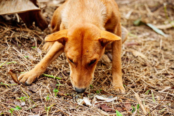 istock mad and hungry homeless dog 1202728087
