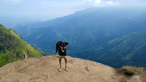 istock Dog on the edge of a cliff 1202728250